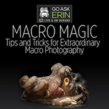 Macro Magic: Tips And Tricks For Extraordinary Macro Photography